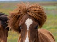 Braunes Islandpferd mit blauen Augen